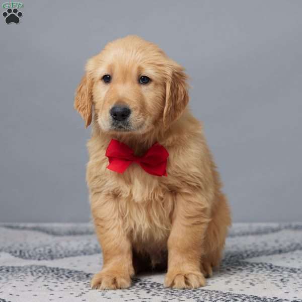 Evan, Golden Retriever Puppy